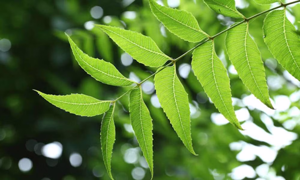 INFUSIÓN DE TUYA