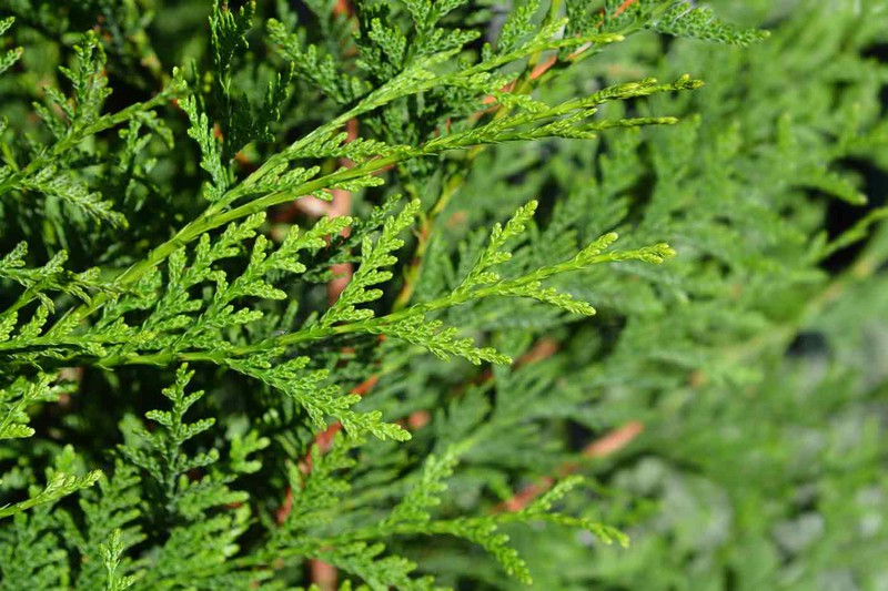 NEEM